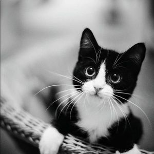 Meet your Posher, Eyvilin